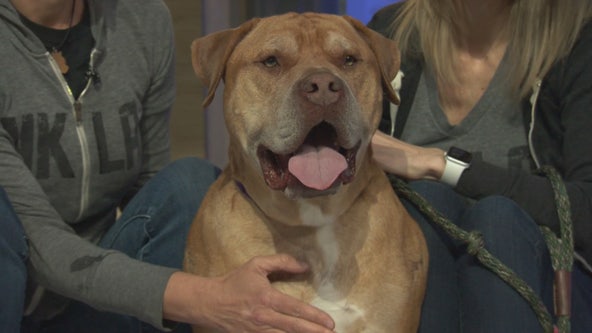 Pet Project: Remi from NKLA Pet Adoption Center