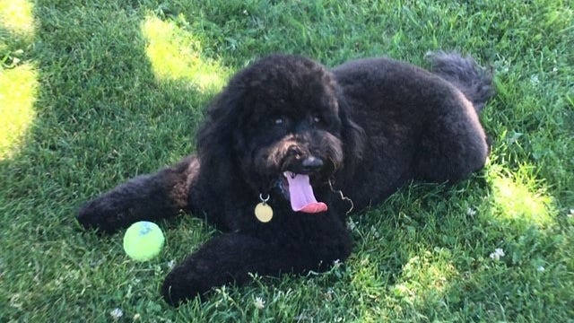 Burglars steal dog from Sherman Oaks home; owner offers to pay for return