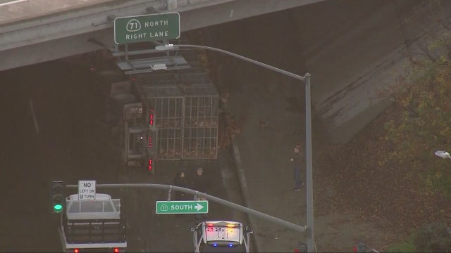 Big rig carrying thousands of chickens overturns in Chino Hills