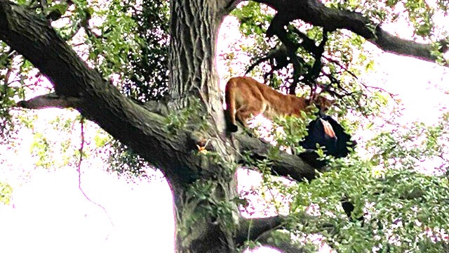 Mountain lion attacks 3-year-old boy at Orange County park