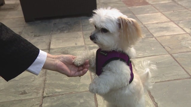 New Year, New You: Having a dog can help improve physical, mental fitness