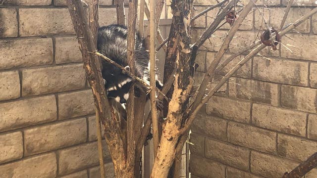 Reward increased to find whoever set trap that led to death of raccoon