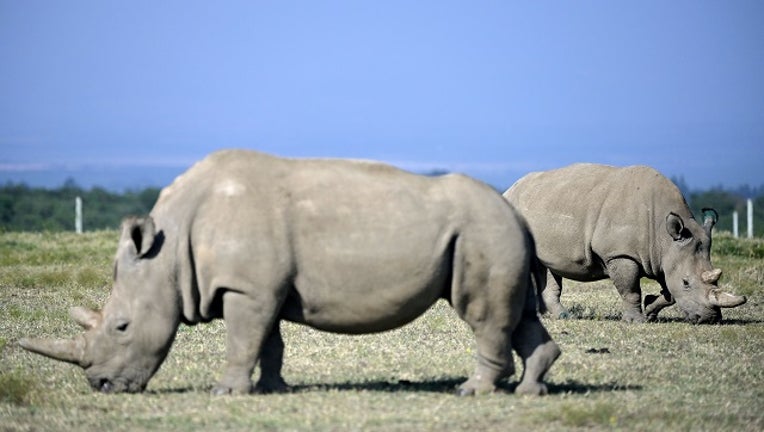 Fatu (background), 19, and her mother Najin, 30, two female northern white rhinos, the last two northern white rhinos left on the planet, graze in their secured paddock on August 23, 2019 at the Ol Pejeta Conservancy in Nanyuki, 147 kilometres north of the Kenyan capital, Nairobi.