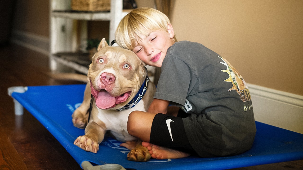 Denver To End 30 Year Pit Bull Ban Require License For Owners FOX 11   GETTY Pit Bull 