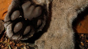 Male mountain lion killed in Santa Monica Mountains under state depredation law