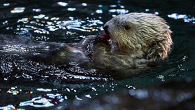 Long Beach and Monterey Aquariums to partner on sea otter surrogacy program