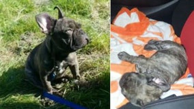 Glendale police find stolen truck with 5-month-old French bulldog puppy inside