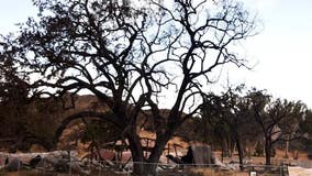 Farewell ceremony set for 'Witness Tree' at Paramount Ranch