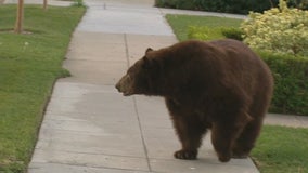 Large bear spotted roaming in Monrovia second day in a row