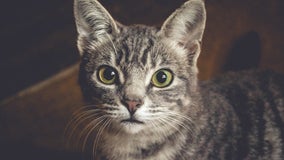 Man charged with hanging cat, sending photos to children