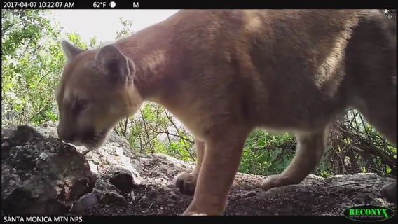 Protection of endangered mountain lions in Southern California urged