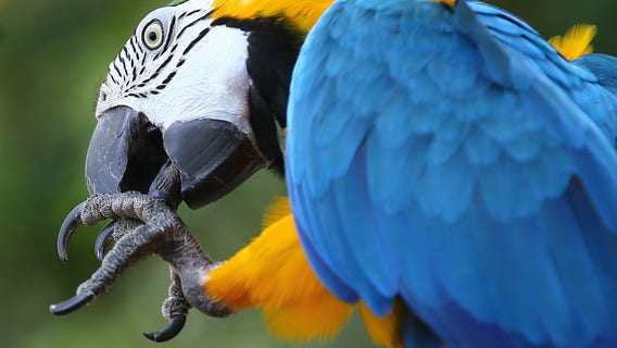 LA City Council votes to ban use of exotic animals for entertainment purposes