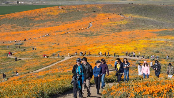Dry winter may mean no repeat of ‘superbloom’ chaos