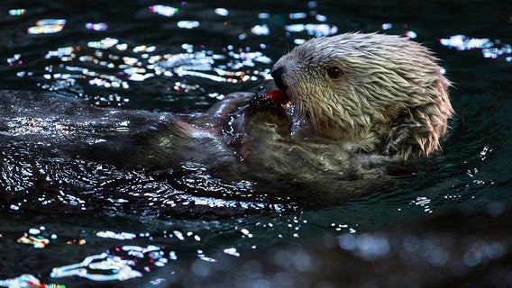 Long Beach and Monterey Aquariums to partner on sea otter surrogacy program