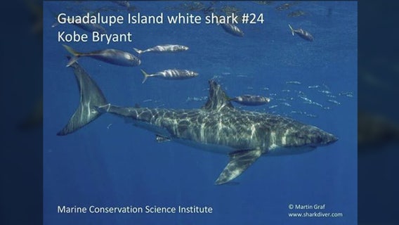 White shark named after Kobe Bryant