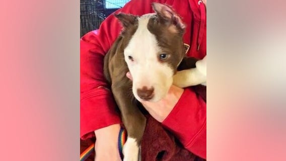 Police: Puppy's ears cut off with scissors, superglued onto head