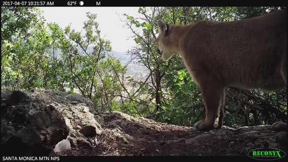 Director of Santa Monica Mountains Conservancy willing to spend own money to save mountain lions