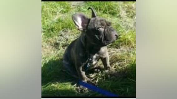 Glendale police looking for stolen truck with puppy inside