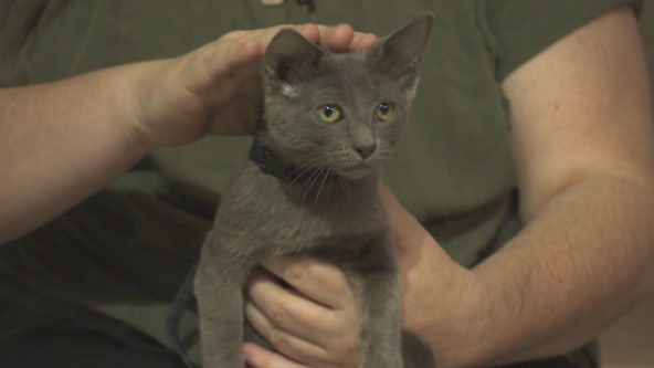 Pet Project: Carlotta from Kitty Bungalow Charm School for Wayward Cats