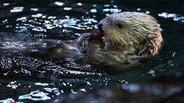 Long Beach and Monterey Aquariums to partner on sea otter surrogacy program