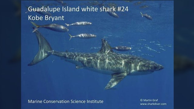 White shark named after Kobe Bryant