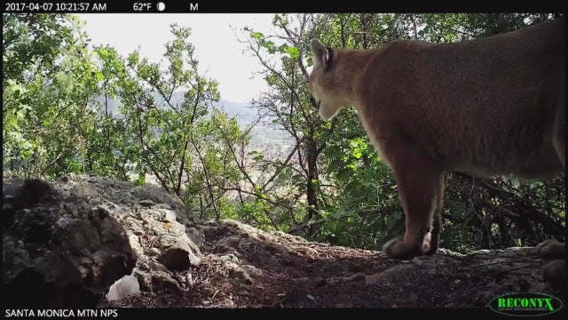 Director of Santa Monica Mountains Conservancy willing to spend own money to save mountain lions