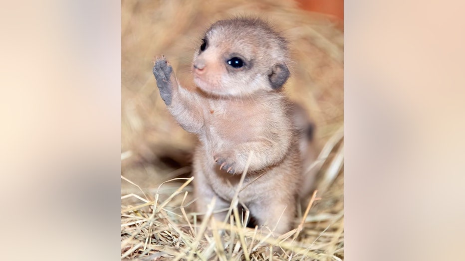 miami-baby-meerkats-4.jpg