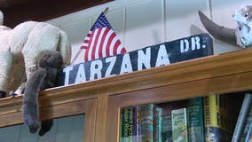 What the Hal? How the neighborhood of Tarzana got its name