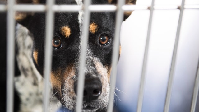 LA Animal Services will not be euthanizing animals, despite rumors on social media