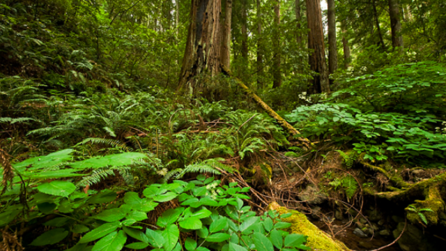 The complete list of California state parks that are closed, and still open