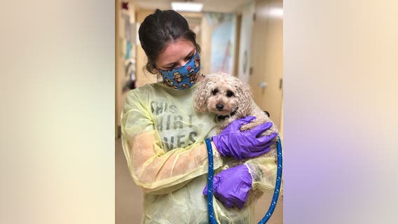 Che-Che the dog looking for new forever home after losing both owners to COVID-19