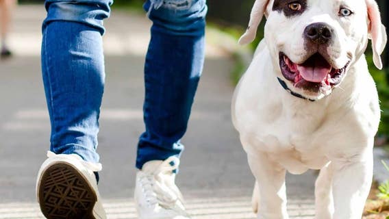 How #ViralKindness can help keep pets in homes during the COVID-19 crisis