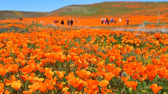 Antelope Valley California Poppy Reserve officials warn of parking citations