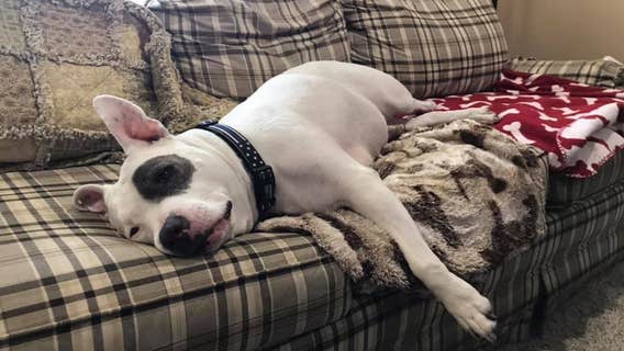 Many pet owners still concerned about their animals contracting COVID-19