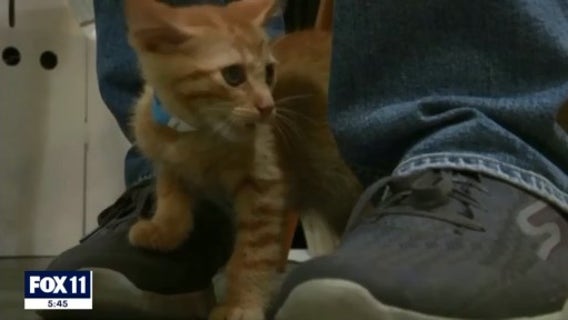 Veterinarian explains why 2 NY house cats may have become infected with COVID-19