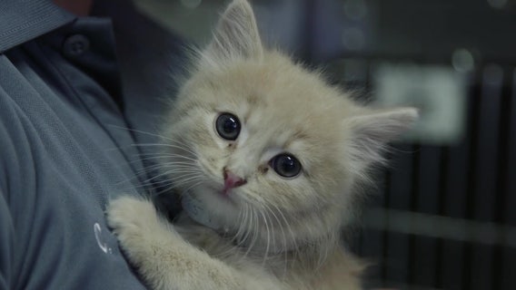 LA residents could get paid to foster shelter animals under this new motion