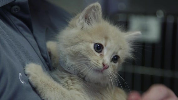 Adoption fees waived at 7 LA County animal care centers during COVID-19 pandemic, DACC announces