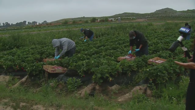 Gov. Newsom announces initiative to connect farmworkers with California’s food banks