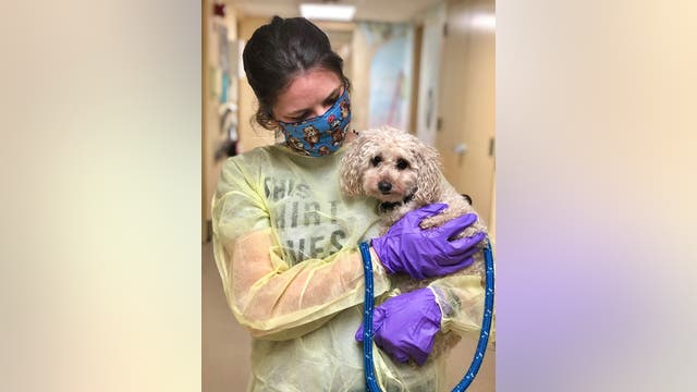 Che-Che the dog looking for new forever home after losing both owners to COVID-19