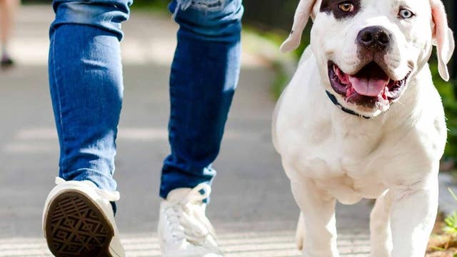 How #ViralKindness can help keep pets in homes during the COVID-19 crisis