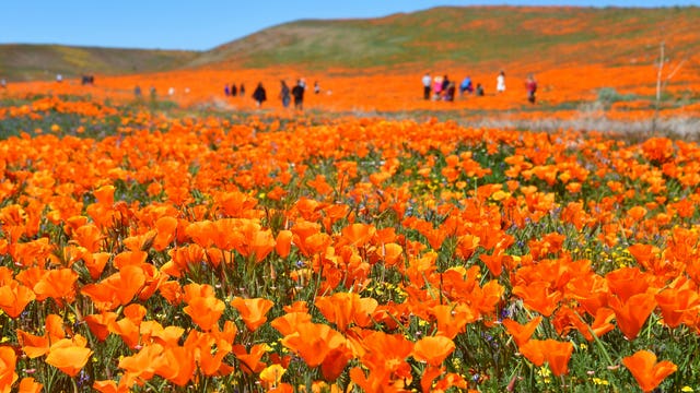 Antelope Valley California Poppy Reserve officials warn of parking citations