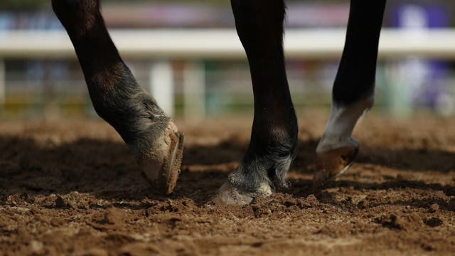 Colt dies at Santa Anita after training incident