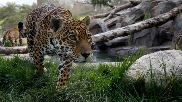 Los Angeles Zoo says new coronavirus protocols in place for cat species