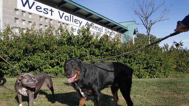 LA closing North Central, West Valley animal shelters due to COVID-19 crisis