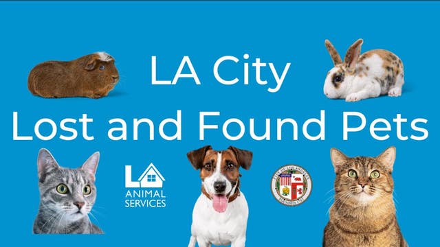 LAAS starts Facebook page to list lost, found pets