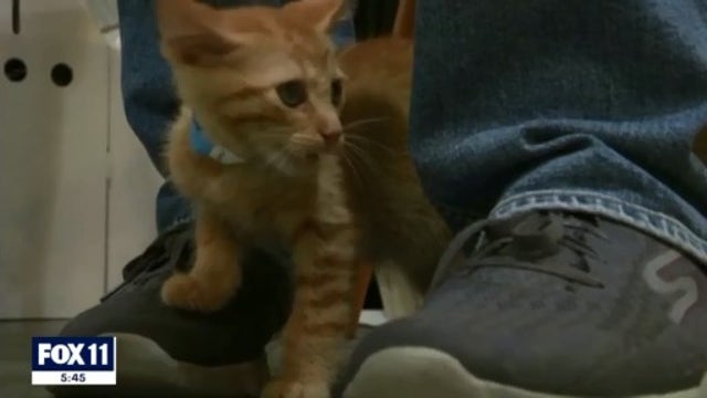 Veterinarian explains why 2 NY house cats may have become infected with COVID-19