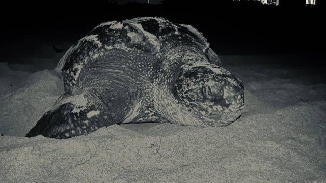 Vulnerable sea turtles flourishing during coronavirus restrictions in Florida
