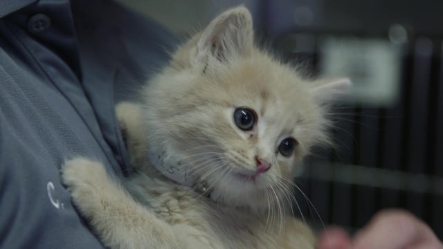 Adoption fees waived at 7 LA County animal care centers during COVID-19 pandemic, DACC announces