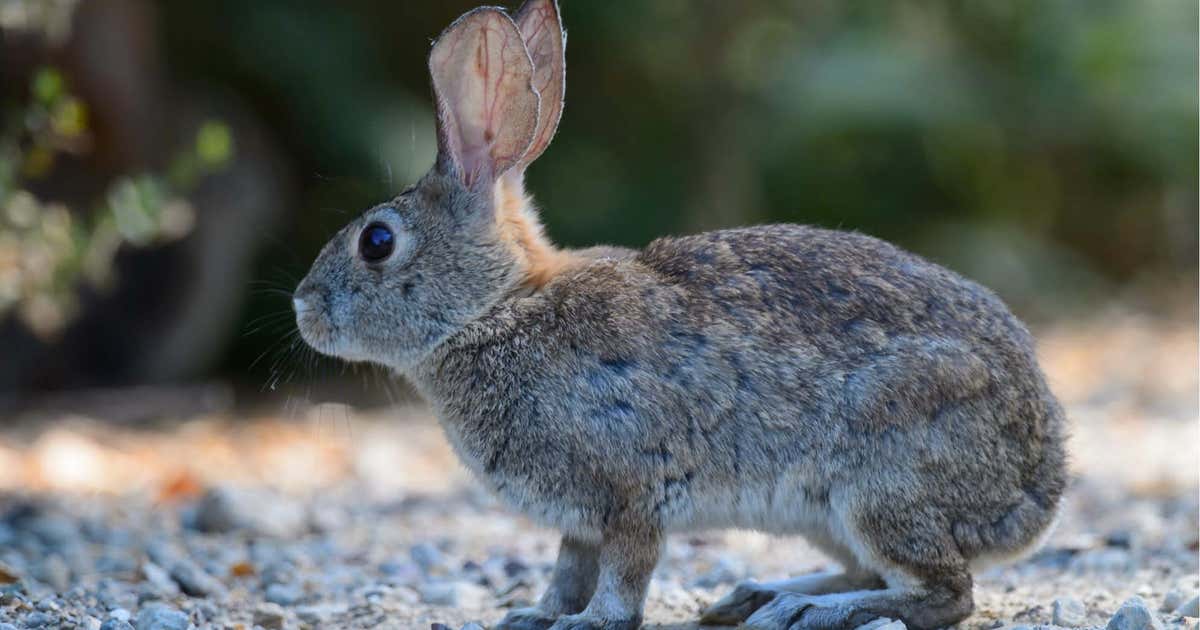 Highly contagious hemorrhagic rabbit disease found in California for ...