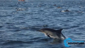 Whale watchers report thousands of dolphins in 'superpod' off Laguna Beach